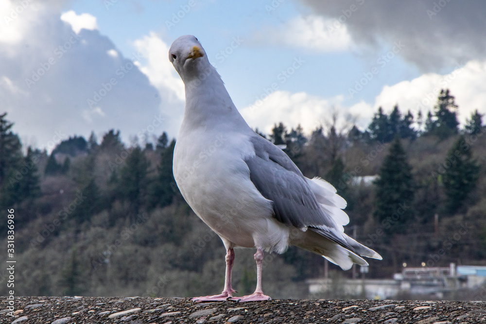 Seagull on post looking at camera Seagull on post looking at camera