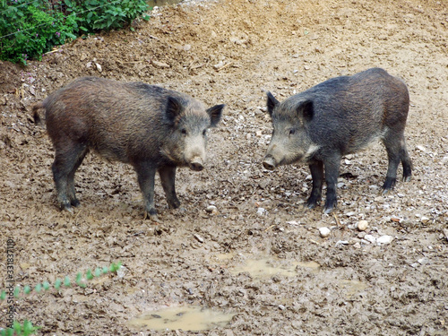 The wild boar (Sus scrofa), Wild swine, Common wild pig, Das Wildschwein, Schwarzwild, Divja svinja or Obicna divlja svinja - Zoo Ljubljana (Živalski vrt Ljubljana), Slovenia (Slovenija) photo