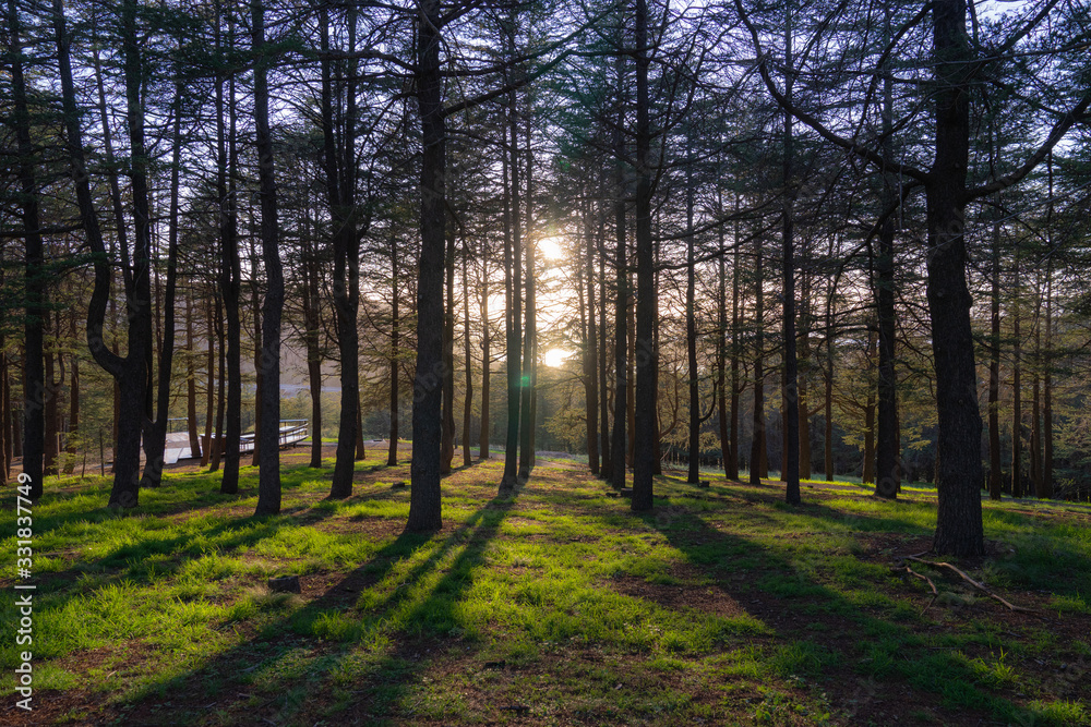 pine forrest with warm bright morning sunlight, light and shadow pine forrest with warm bright morning sunlight, light and shadow