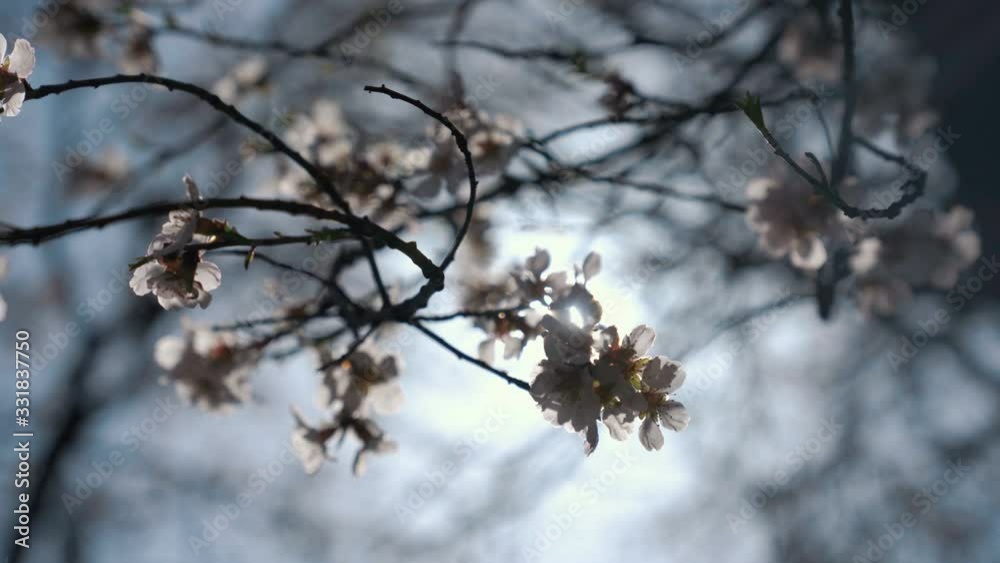 White cherry blossoms swaying in the spring breeze. Natural background. White cherry blossoms swaying in the spring breeze. Natural background.