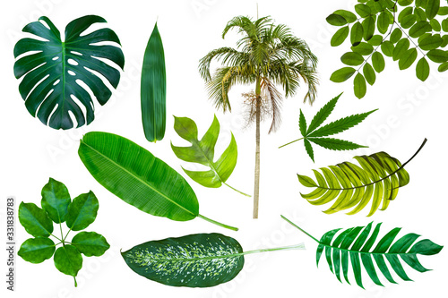 Fototapeta Naklejka Na Ścianę i Meble -  Different tropical leaves isolate on white background with clipping path included. Tropic green banana leaf, palm, jungle plant, monstera vegetation foliage for design elements summer backgrounds.