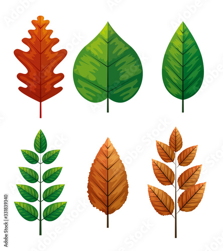 set of autumn leafs naturals vector illustration design
