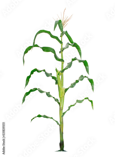 Corn plant isolated on a white background