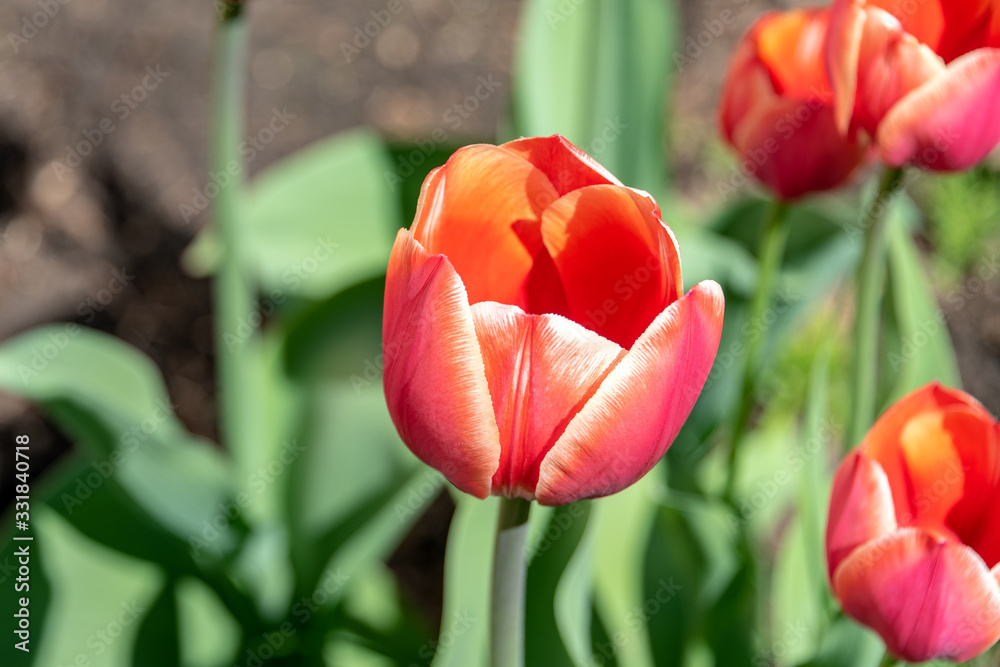 Fototapeta premium Red tulip on the flower bed