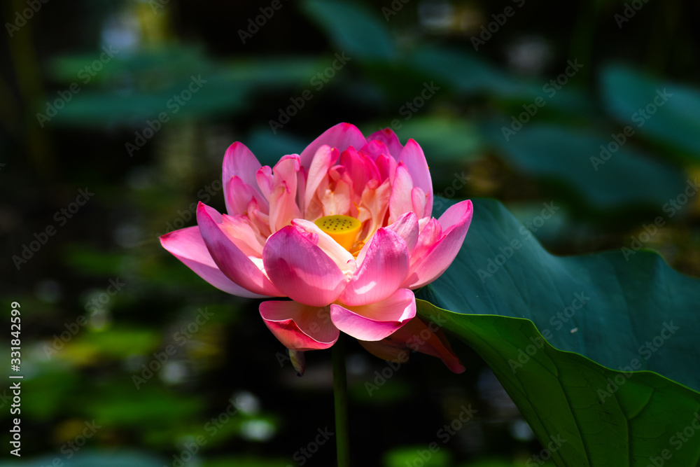 Obraz premium lotus Flower