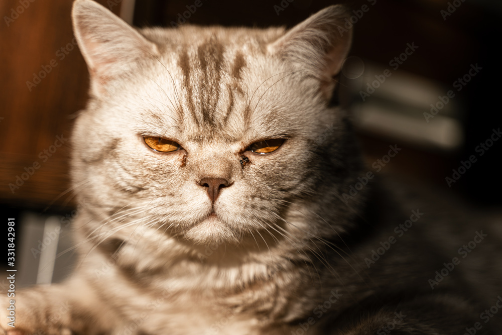 british cat frowns at camera, sandy eyes