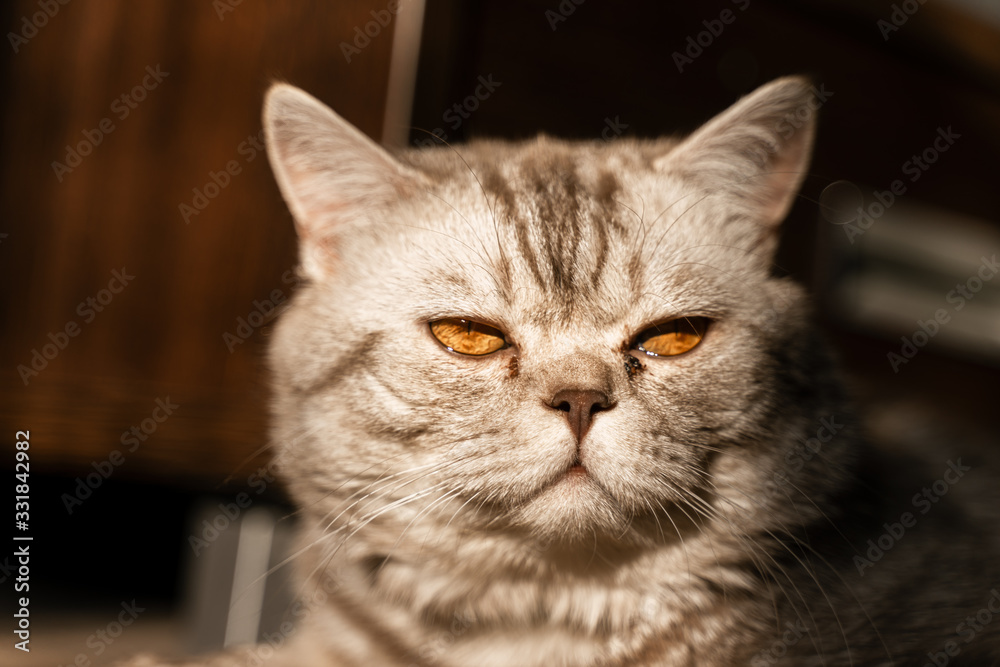 british cat with tearful eyes lies on the floor british cat with tearful eyes lies on the floor