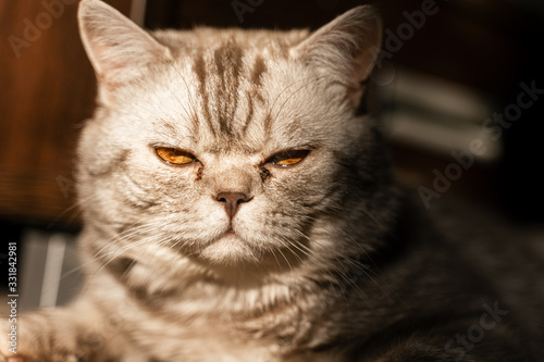 british cat frowns at camera, sandy eyes © Maxim