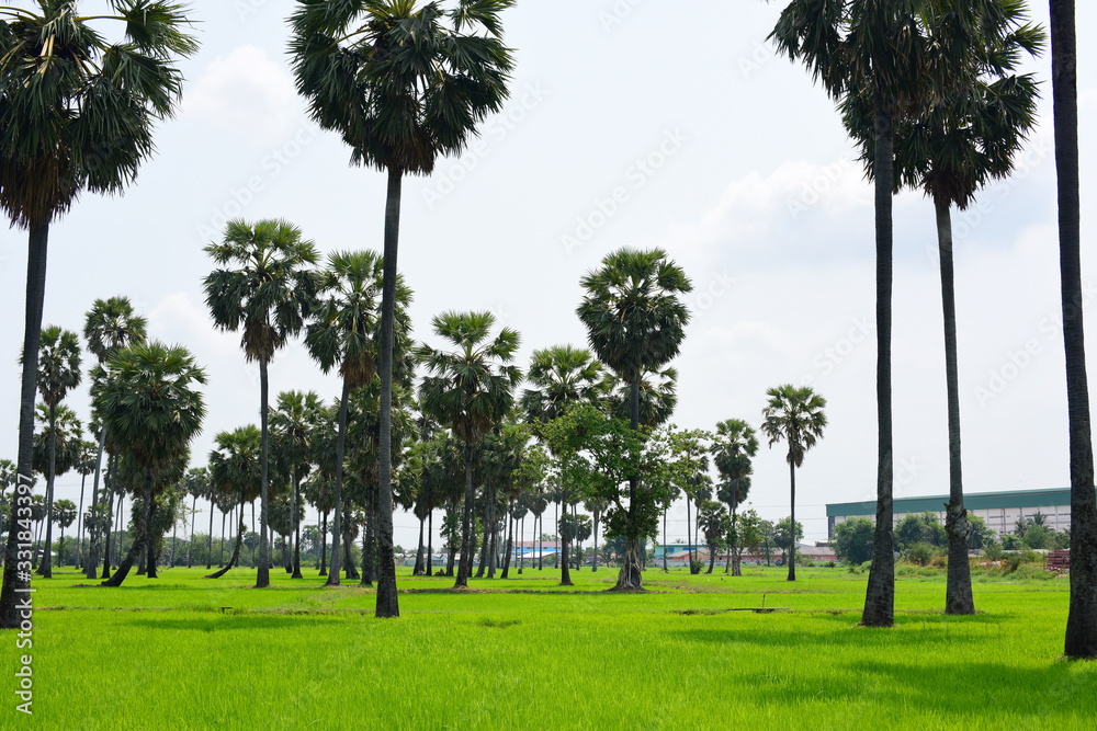 rice fields with palm trees.