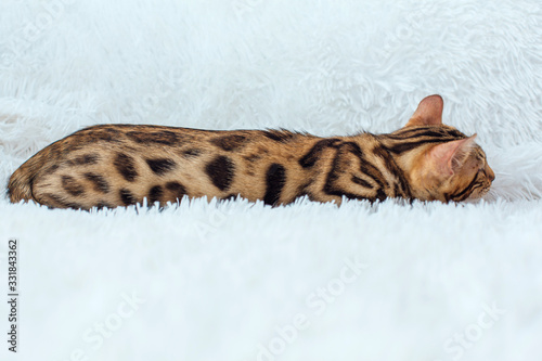 Little Bengal kitty laying on the white background.