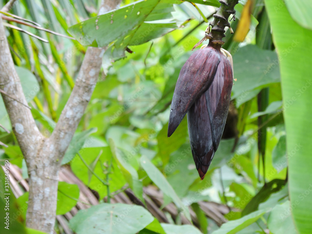 Obraz premium Banana Flower