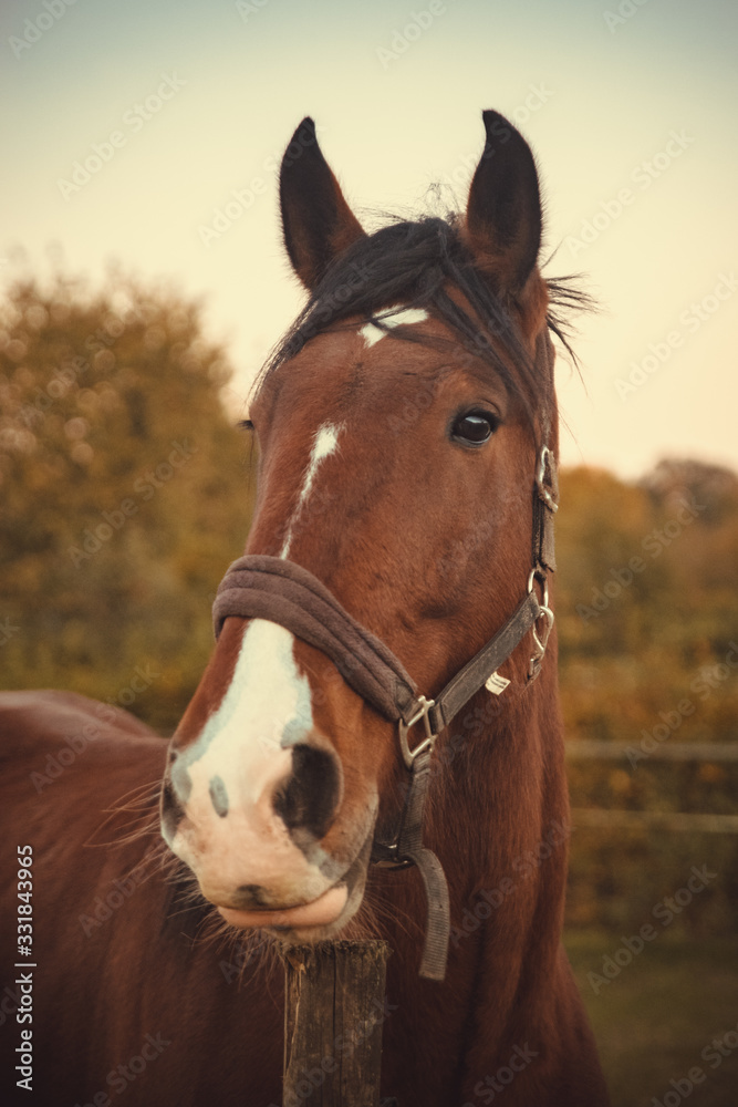 Fototapeta premium Shire horse
