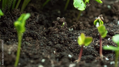 A new beginning as a sprout emerges from the soil and grows in the spring