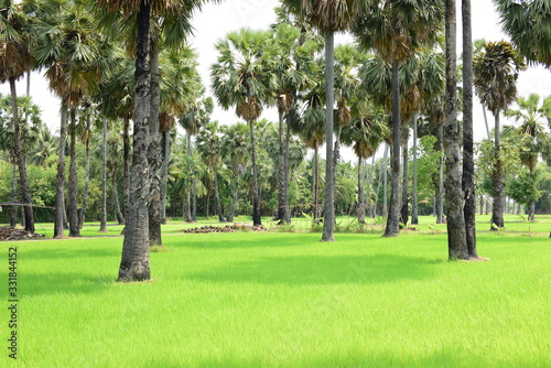 Palm trees and blue sky background Sugar Palm or Toddy Palm.