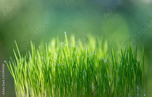 Beautiful green grass with drops of water. Copy space.