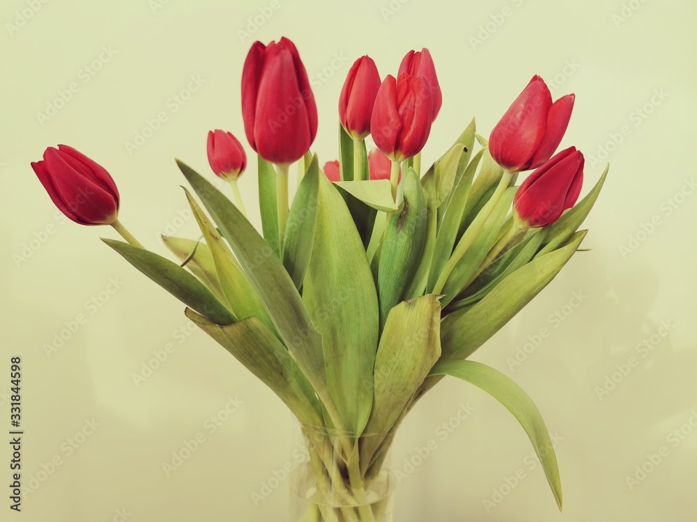 Fototapeta premium A bouquet of beautiful pink tulips. Holiday celebration. Spring season. Romantic decorative bouquet