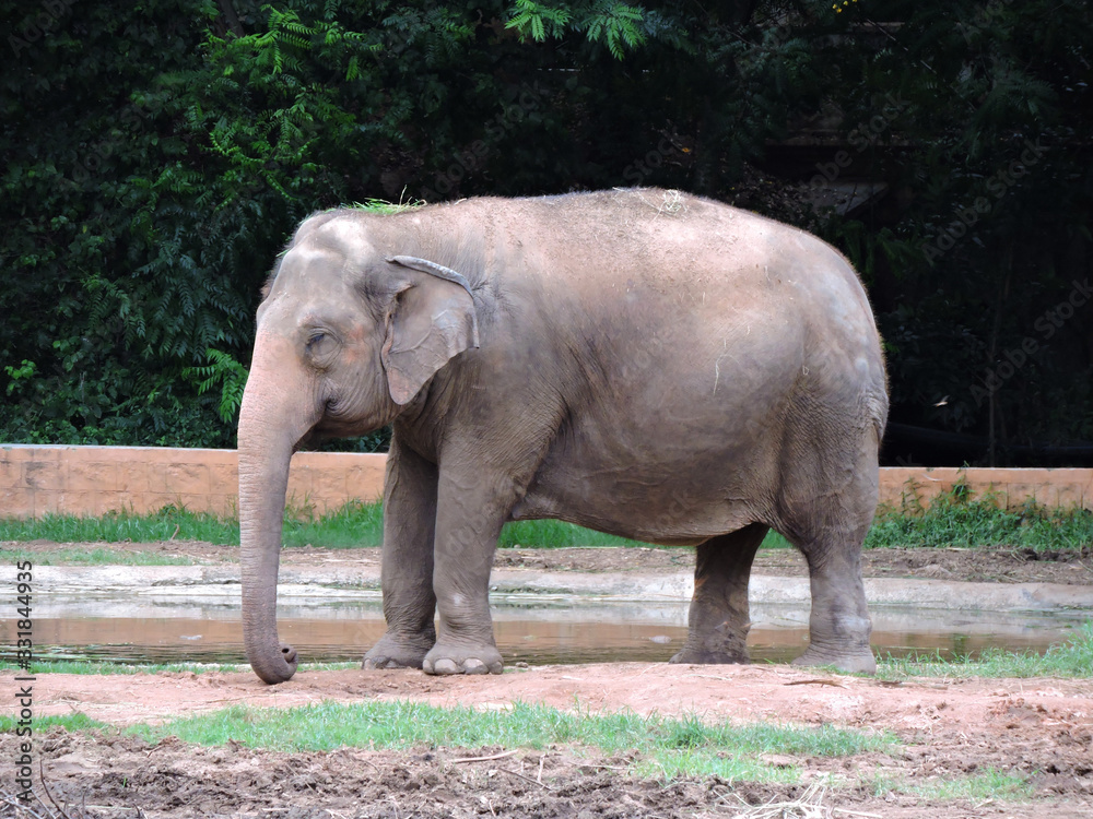 Fototapeta premium female elephant