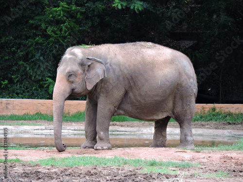 female elephant  