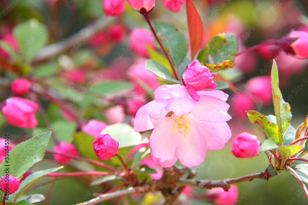 ハナカイドウ01