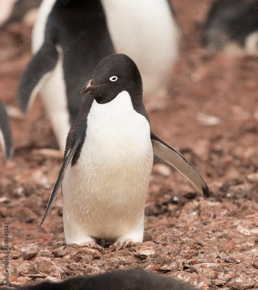 Naklejka premium antartica frozen continent wildlife exotic travel