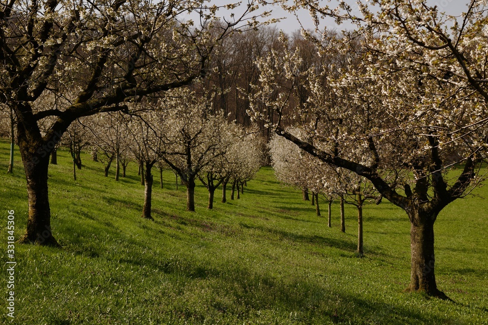 Die Kirschenbäume auf dem Feld Die Kirschenbäume auf dem Feld