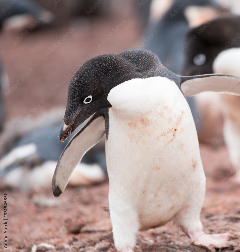 Naklejka premium antartica frozen continent wildlife exotic travel