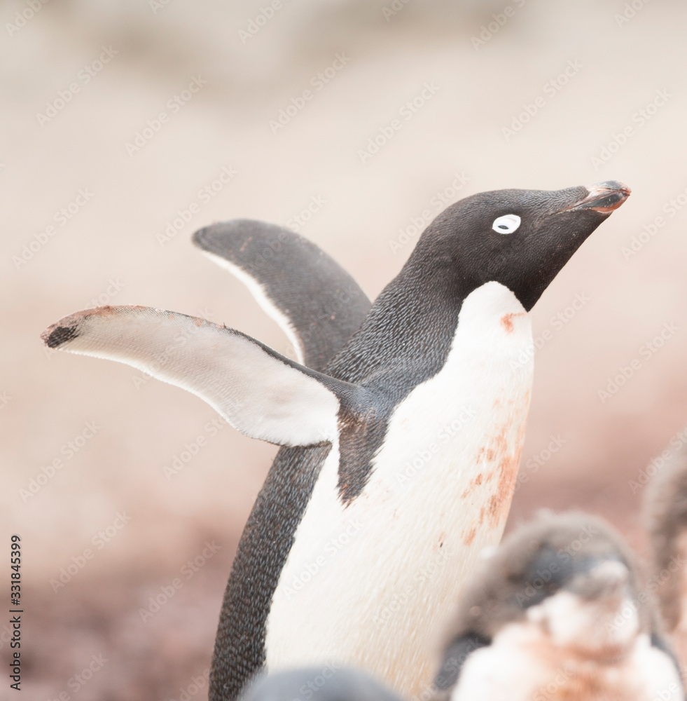 Naklejka premium antartica frozen continent wildlife exotic travel