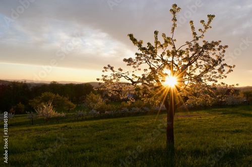 Sonnenstrahlen scheinen durch einen Kirschenbaum