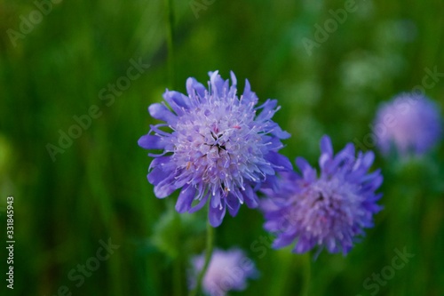 Die Blumen im Fr  hling