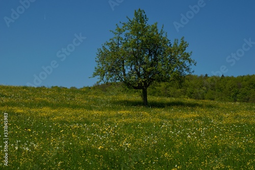 Wallpaper Mural Die Kirschenbäume auf dem Feld Torontodigital.ca