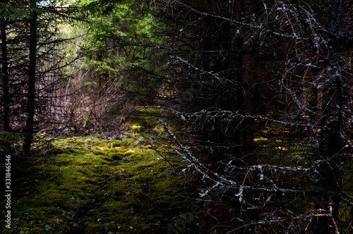Cuadro en lienzo mystical spruce forest in the sunshine, a fabulous place