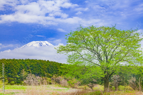 富士山と新緑の木、静岡県富士宮市朝霧高原にて