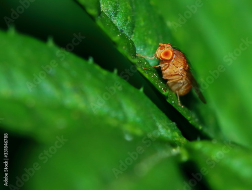 Small fly insects in macro photography on background