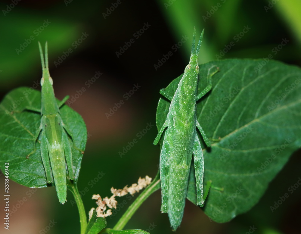 green grasshopper is masked among green leaves in sunny