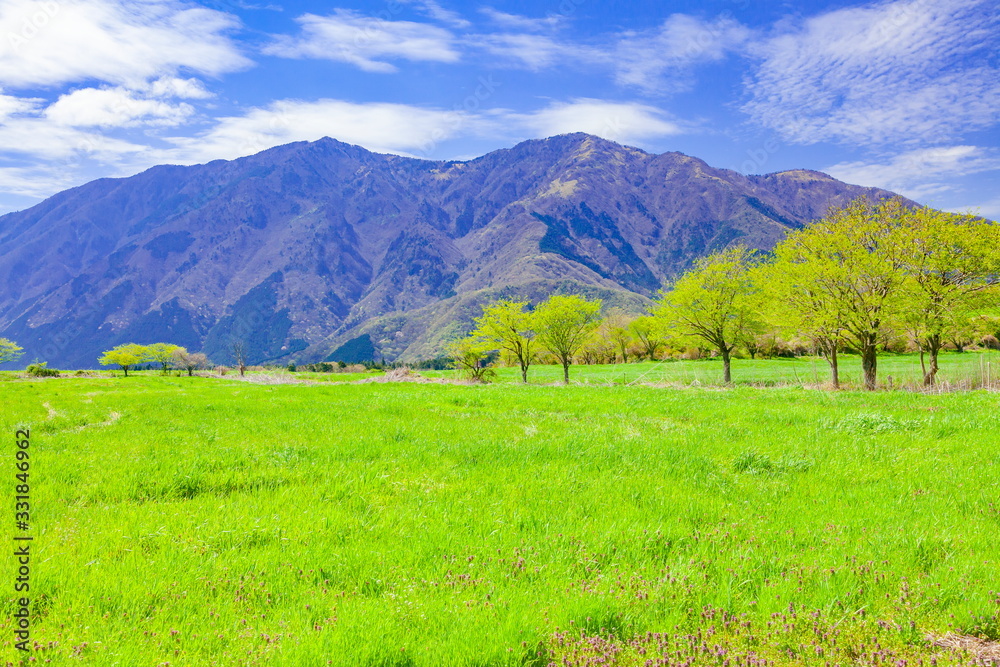 Fototapeta premium 毛無山と牧草地、静岡県富士宮市朝霧高原にて