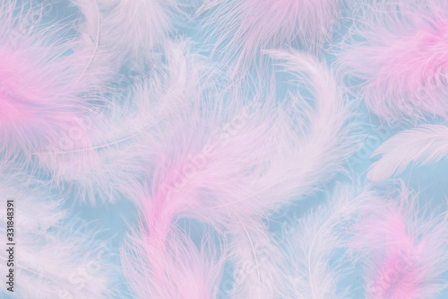 Colorful pink feathers on a blue background