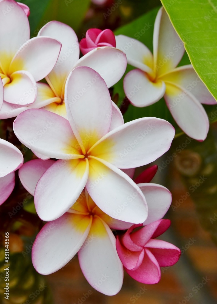 Close up of pink and yellow frangipani blossoms