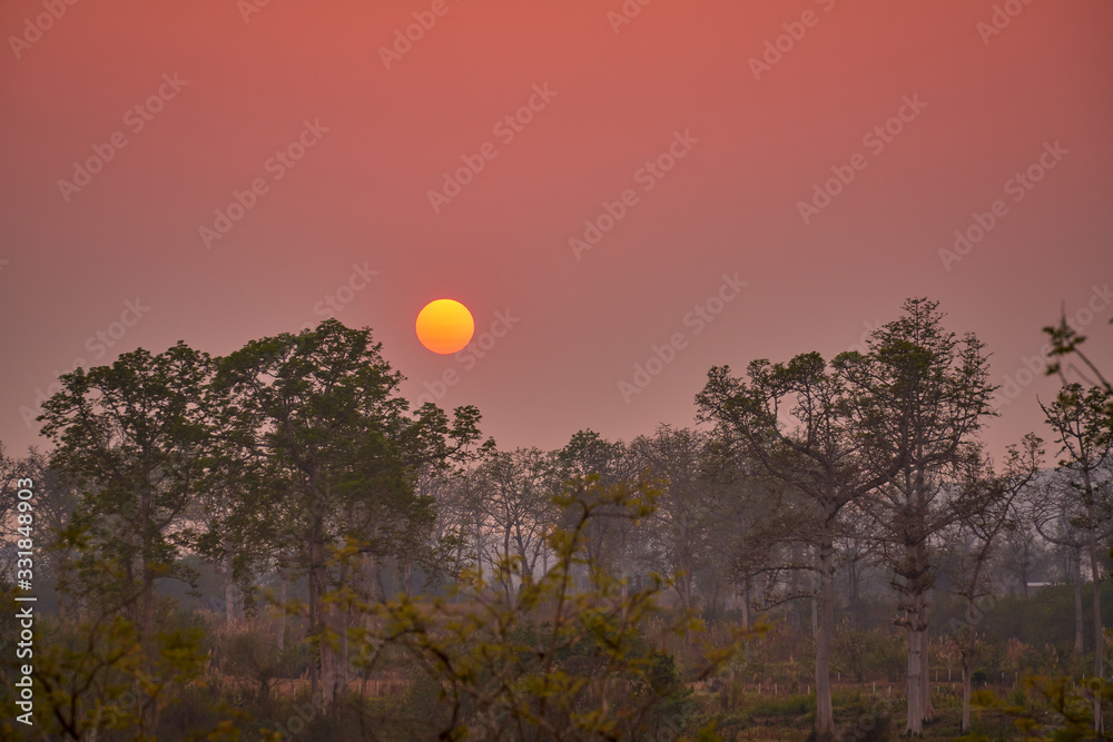 spring sunset with forest and sun ball on sky spring sunset with forest and sun ball on sky