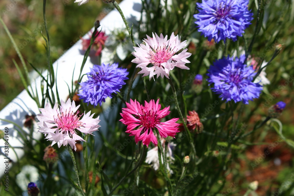 Fototapeta premium ヤグルマギク04