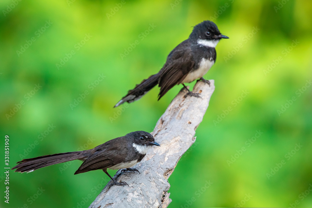 Image of oriental magpie robin(Copsychus saularis) on branch on nature background. Bird. Animals.