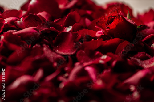 Fototapeta Naklejka Na Ścianę i Meble -  red rose in petals