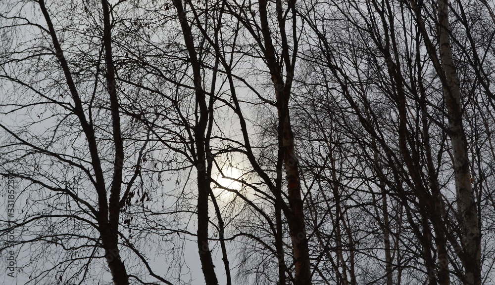 trees in fog trees in fog