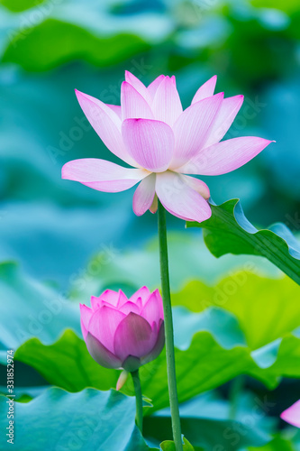 lotus flower blooming in summer pond with green leaves as background