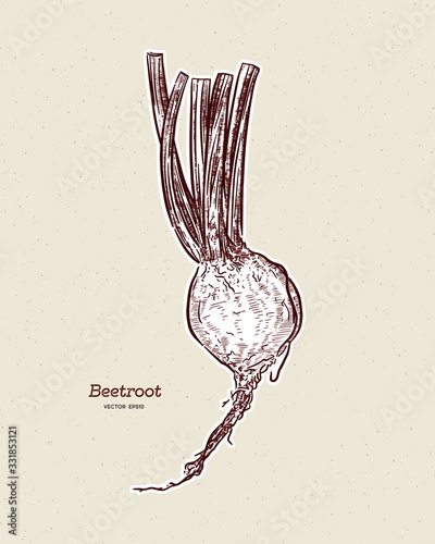 beetroot, hand draw sketch vector.