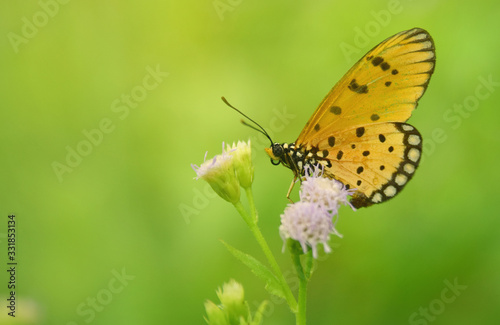 Beautiful butterfly are black body and wing yellow, black color in nature seek the nectar from pollen. © Taweesak