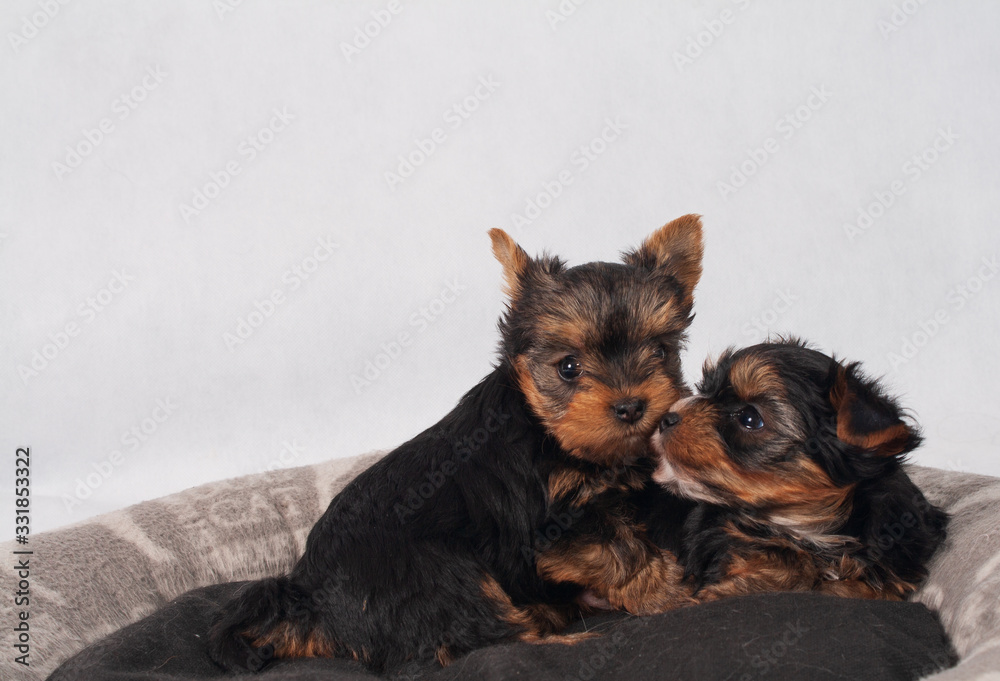 Yorkshire Terrier Black czarny szczeniak York Yorkshire Terrier Black czarny szczeniak York