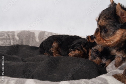 Yorkshire Terrier Black czarny szczeniak York