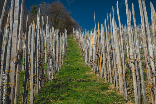 Rows with poles made for wine vines to climb up and form a vineyard, going up on a slope towards the blue sky.