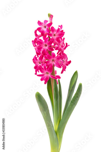 Pink Hyacinth flower on white background