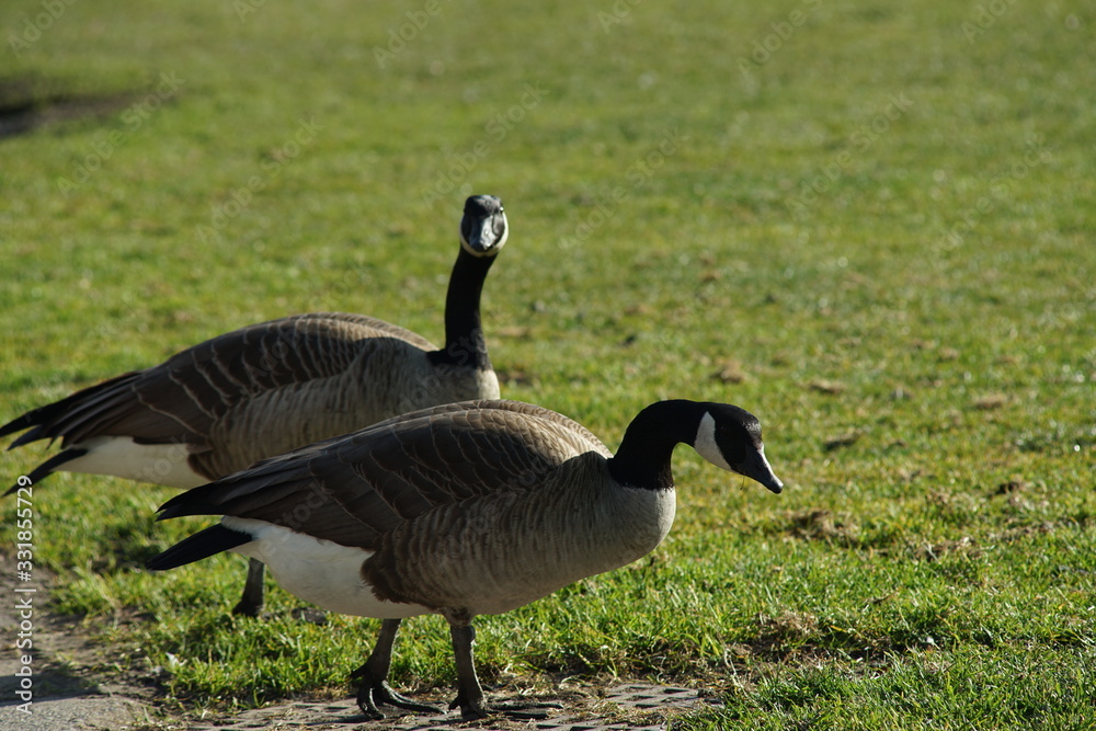 Canadian goose season Canadian goose season